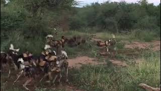 Wild dogs teach brown hyena a lesson