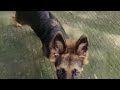 ആരാടാ എന്റെ പറമ്പിൽ കേറിയേ😡😡simba come back after boundary search gsd germanshepherd pets dogs