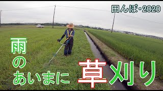 雨のあいまに草刈り　田んぼ・2020