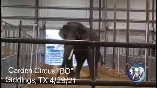 Carden Circus BO chained up behind the circus curtain 4 29 21