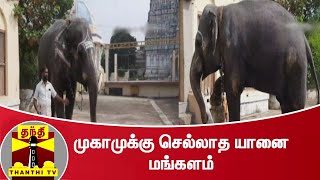 முகாமுக்கு செல்லாத யானை மங்களம் | Elephant Camp