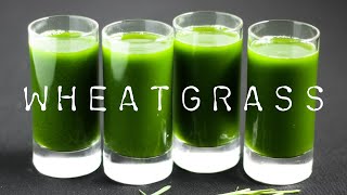 HOW TO MAKE WHEATGRASS JUICE | WHEATGRASS BENEFITS