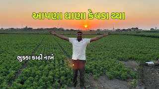 આપણા ધાણા કેવડા થ્યા ઘણા ટાઇમ પસી ધાણા જોયા ભુક્કા કાઢી નાખે.