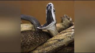 Interesting Facts about the Black Mamba Snake | பிளாக் மாம்பா பாம்பு பற்றிய சுவாரசியமான விஷயங்கள்