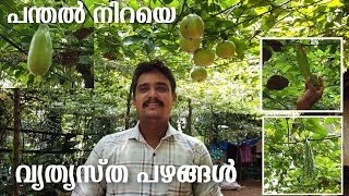 പന്തൽ നിറയെ വ്യത്യസ്ത ഇനം ഫ്രൂട്ട്സ് | high density farming | tale and travel by aju