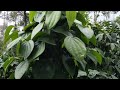 black pepper pruning for bushy growth ಮೆಣಸಿನ ಬಳ್ಳಿ ಪೊದೆಯಂತೆ ಬೆಳೆಸಲು ಈ ವಿಧಾನ ಅನುಸರಿಸಿ