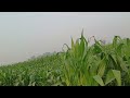 গ্রামের মাঠ কত সুন্দর subscribe shortvideo viralvideo love farming funny villagelife