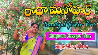 Radhamanoharm plant Total Care | ఈ మొక్మ ఉంటే మన ఇంటికే అందాన్ని తెస్తుంది .. | Zero Budget Plant