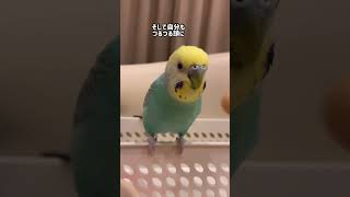 今日の風花ちゃん #セキセイインコ #インコ #shorts