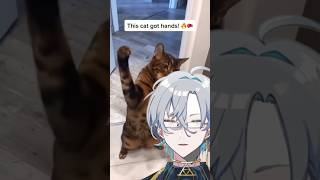 めちゃくちゃ強い猫パンチ　#shorts #vtuber #猫