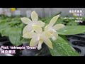 盾花蝴蝶蘭特輯 the featurette of phalaenopsis tetraspis