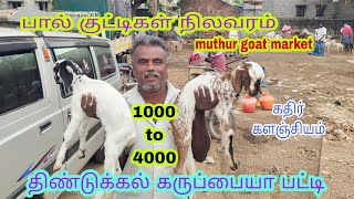 பால் குட்டிகள் நிலவரம்#குட்டி🐯 கருப்பையாபட்டி#1000முதல்4000வரை#muthurgoatmarket @KATHIRKALAJIYAM