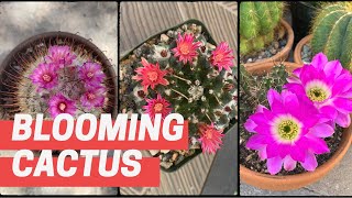 VLOG#15: Easter Week Cactus Blooms + updates| Cactus and Succulents