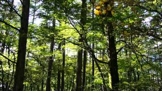 森林浴/Forest Bathing