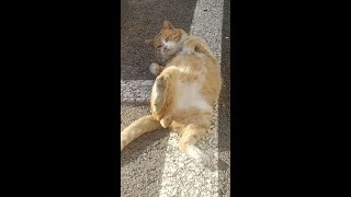 살쪄서 철푸덕 하면서 회전하는 길냥이 Gaji, the stray cat who's having a hard time rotating because he gained weight