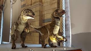 Deinonychus at #NHM