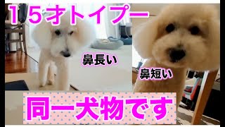 １５才3ヶ月高齢犬｜トイプードル｜鼻の長いトイプードル｜それかミニチュアプードル