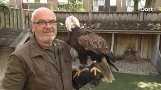 Mooi Overijssel Dalfsen: agressieve buizerd