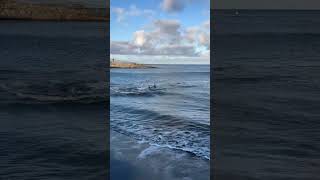 Beachgoers Shocked by Sharks in Ocean!