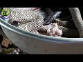 how to cook cobra cobra hunting cooking snake and cobra in cambodia