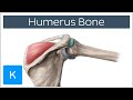 Humerus Bone - Anatomy, Definition & Function - Human Anatomy | Kenhub