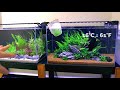 aquascape tutorial beginner java fern anubias aquarium how to step by step planted tank guide