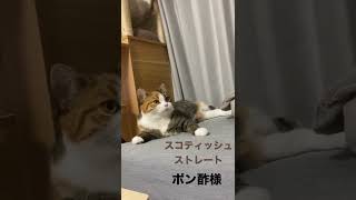 甘えたくてしょうがない猫様。　#スコティッシュストレート #スコティッシュ #猫様 #猫