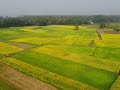 সরিষার রাজ্য। 📍পশ্চিম জোয়ার মিরসরাই চট্টগ্রাম।