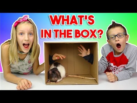 What's in the BOX Challenge!!!!!! What's in the BOX Challenge!!!!!!