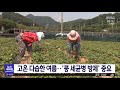 고온 다습한 여름… 콩 세균병 방제 중요 대전mbc