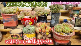 프리티다육에서 온 다육이들 \u0026 레몬스위티 분갈이해요! [ 아르제 닮은 멜로디, 블랙호크,  쎄시봉, 골드윈 ]