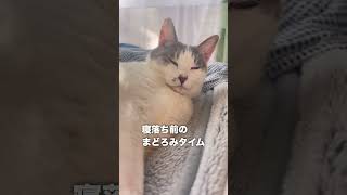 寝る前に甘えたくていじける可愛い猫#shorts #猫 #猫のいる暮らし