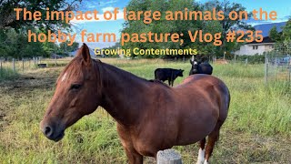 The impact of large animals on the hobby farm pasture; Vlog #235