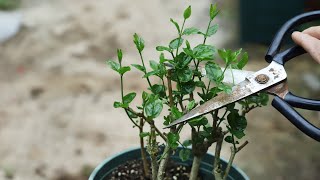 茉莉花长新芽了，想要后期开花多，全靠这样剪