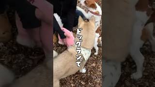 見知らぬ人を捕まえてはマッサージさせる愛犬#shorts