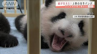 上野の赤ちゃんパンダ　歯も生えじゃれ合いゴロリン(2021年9月21日)