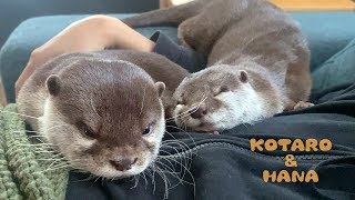 カワウソコタローとハナ　幸せな気持ちになれる添い寝　Otter Kotaro\u0026Hana Sweet Babies Sleeping Together