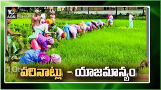 వరినాట్లు - యాజమాన్యం | Safety Precautions For Paddy Cultivation | Matti Manishi | 10TV Agri