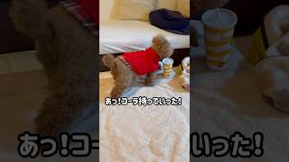 イタズラ犬　#shorts #トイプードル #トイプー多頭飼い #犬のいる生活