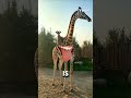 unbelievable animal facts in 1 minute🗿 ytshorts