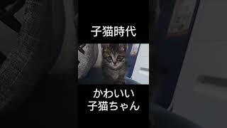 子猫から成長した現在の姿はこちら!