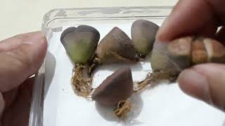 LITHOPS AUCAMPIAE BONUS LITHOPS SPLIT