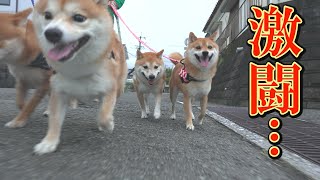 いつもと変わらないお散歩が急変…柴犬のプライドをかけた激しい闘い・・・