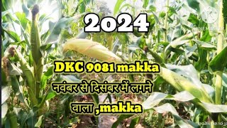 dkc 9081 maize