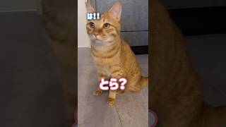 ママが話しかけると秒で反応してくれる超甘えん坊の猫【とらまる】