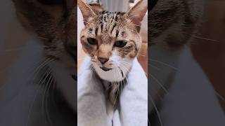 ただ、猫と11月3週目の動画2#shorts＃EXILENESMITH＃猫＃cat