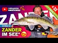 Zanderangeln im See vom Ufer (mit Gummifisch) 🔥🎣👍🏼