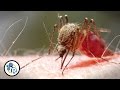 Zika, Mosquitoes and How to Not Get Bitten