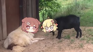 Watame sheep bully korone dog | Animal hololive