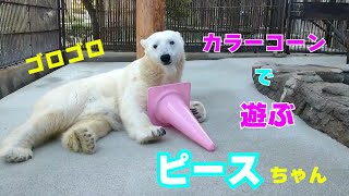 【愛媛県とべ動物園】カラーコーンで遊ぶしろくまピースちゃん🐻‍❄️